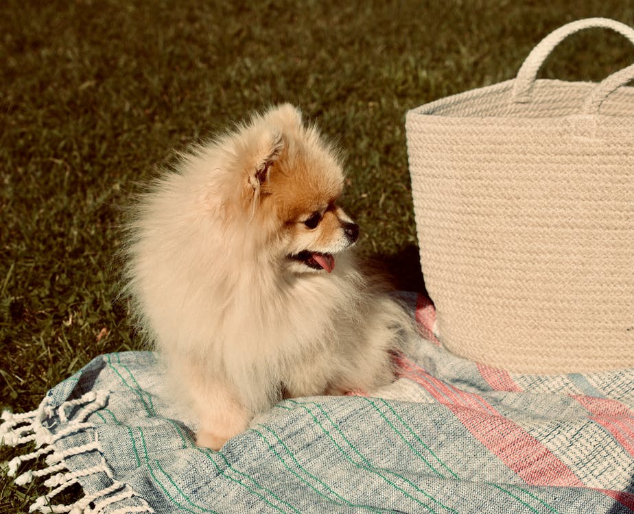 pomeranian dog
